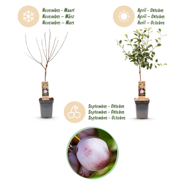 Pflaumenbaum ‚Opal' – Prunus domestica – Ansicht 4