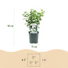 Bauernjasmin ‚Snowbelle' – Philadelphus – Ansicht 3