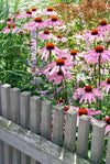Purpur-Sonnenhut ‚Magnus' – Echinacea purpurea – Ansicht 4