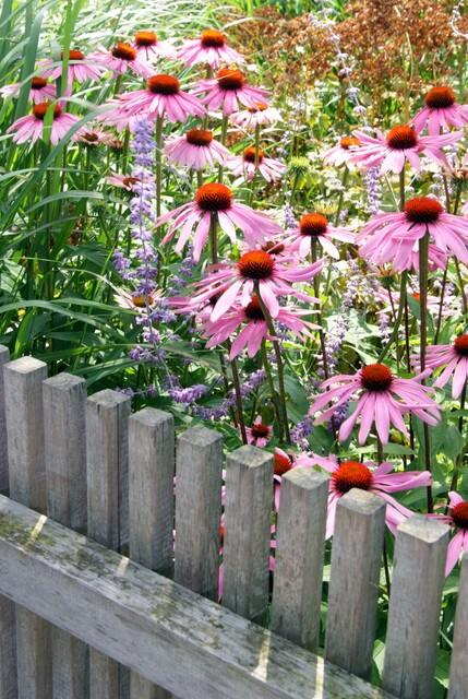 Purpur-Sonnenhut ‚Magnus' – Echinacea purpurea – Ansicht 4