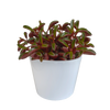 Peperomie – Peperomia graveolens