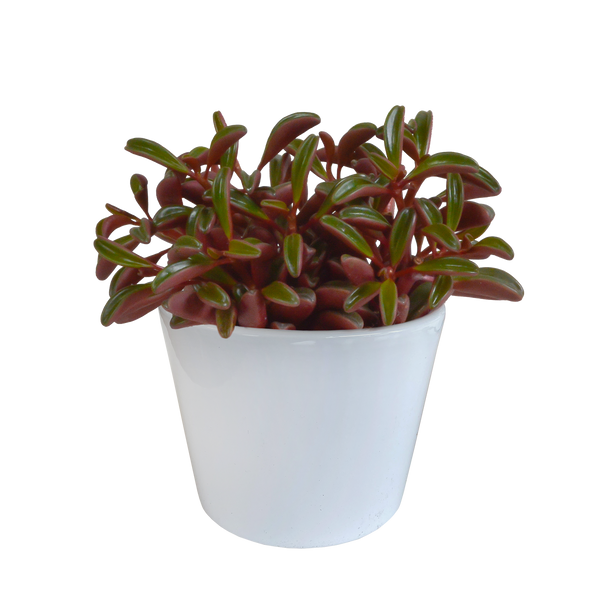 Peperomie – Peperomia graveolens