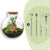 Flaschengarten-Set „Bolder Bob" – Bonsai im Glas