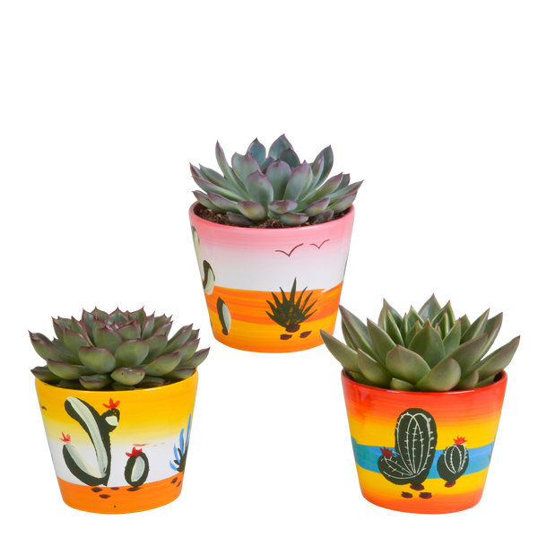 Sukkulenten-Set „Echeveria-Mix“ – 3 Echeverien