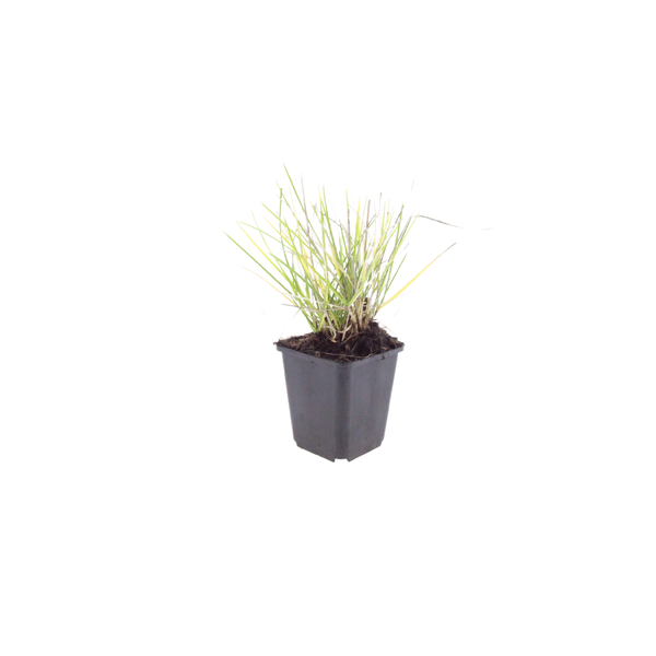 Herbst-Kopfgras – Sesleria autumnalis – Ansicht 2