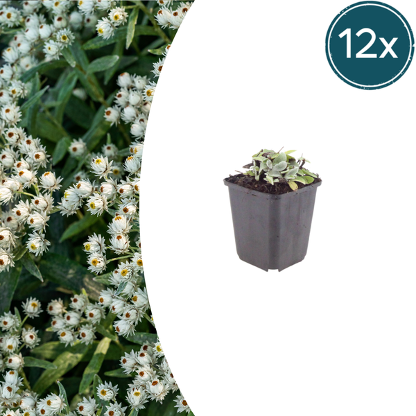 Silberimmortelle – Anaphalis triplinervis