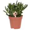 Geldbaum ‚Hobbit' – Crassula ovata
