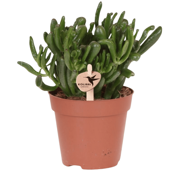Geldbaum ‚Hobbit' – Crassula ovata