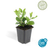 Ageratum-Aster ‚Asran' – Aster ageratoides – Ansicht 3