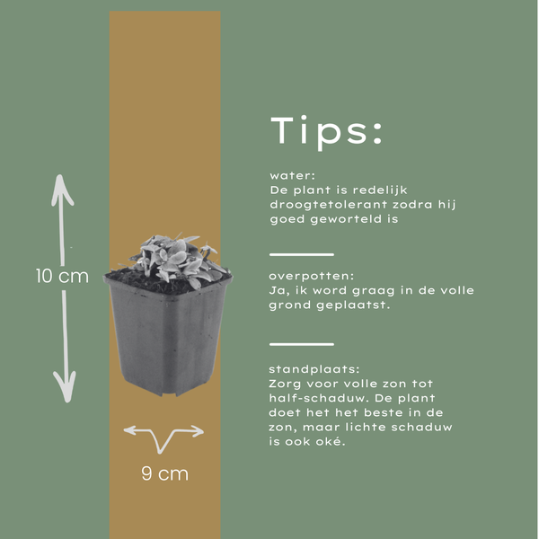 Silberimmortelle – Anaphalis triplinervis – Ansicht 4