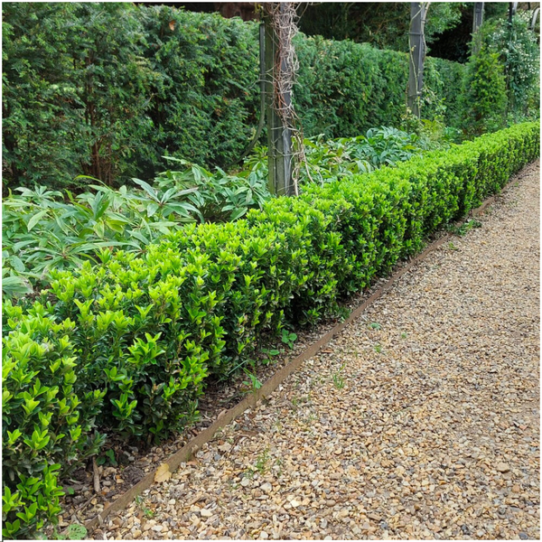 Spindelstrauch ‚Green Spire' – Euonymus japonicus – Ansicht 4