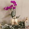 Schmetterlingsorchidee ‚Chamonix' – Phalaenopsis – Ansicht 2