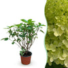 Hortensien-Set – 3 Sorten inkl. Rispenhortensie ‚Limelight‘ – im Set enthalten: Rispenhortensie ‚Limelight' – Hydrangea paniculata