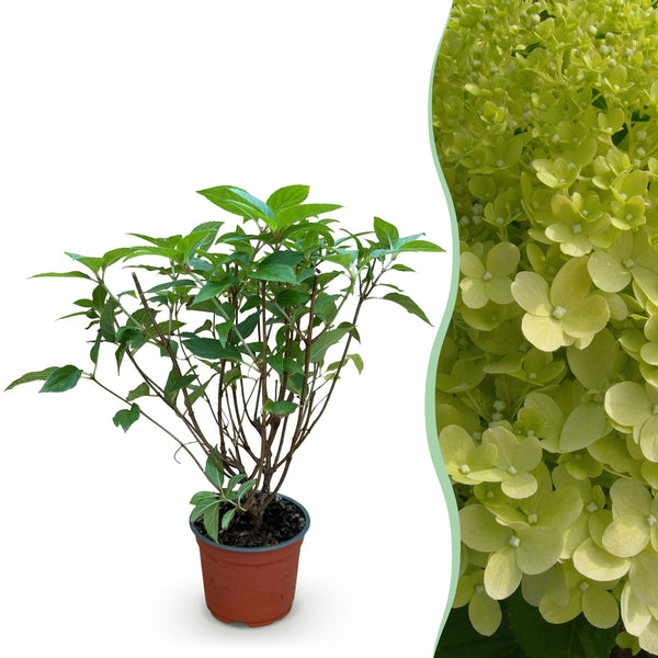 Hortensien-Set – 3 Sorten inkl. Rispenhortensie ‚Limelight‘ – im Set enthalten: Rispenhortensie ‚Limelight' – Hydrangea paniculata