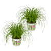Zypergras – Cyperus alternifolius