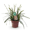 Japan-Segge ‚Intense Green' – Carex oshimensis – Ansicht 2