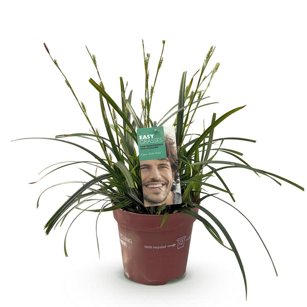 Japan-Segge ‚Intense Green' – Carex oshimensis – Ansicht 2