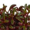 Peperomie – Peperomia graveolens – Ansicht 3