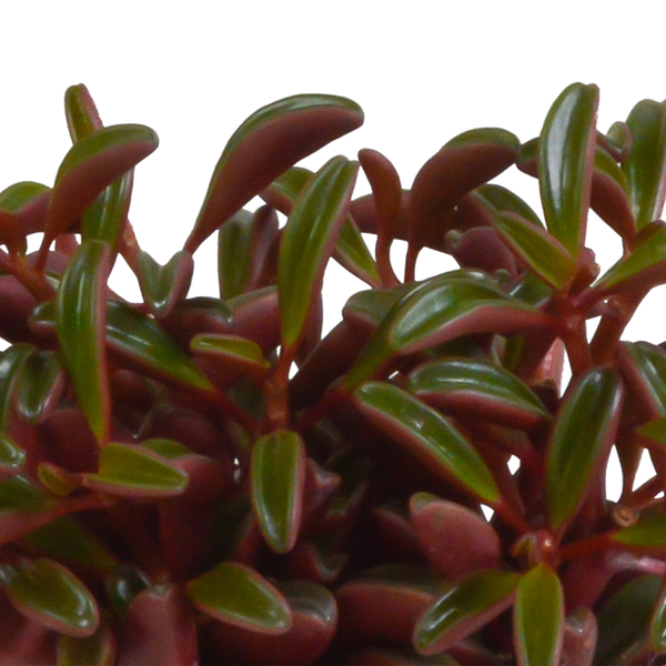 Peperomie – Peperomia graveolens – Ansicht 3