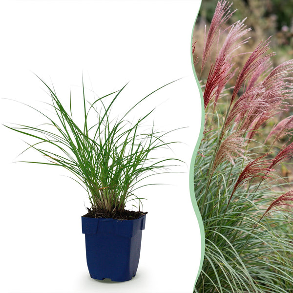 Chinaschilf ‚Red Chief' – Miscanthus sinensis – 1 Stück