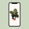 Calathea roseopicta ‚Medallion' – Ansicht 4