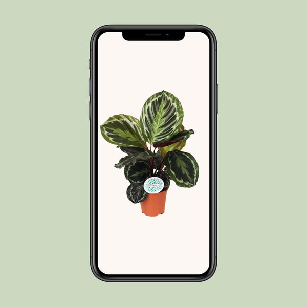 Calathea roseopicta ‚Medallion' – Ansicht 4
