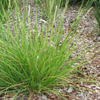Herbst-Kopfgras – Sesleria autumnalis – Ansicht 7