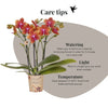 Duftende Schmetterlingsorchidee ‚Fragrance Bolgheri' – Phalaenopsis – Ansicht 7