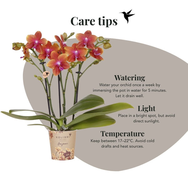 Duftende Schmetterlingsorchidee ‚Fragrance Bolgheri' – Phalaenopsis – Ansicht 7