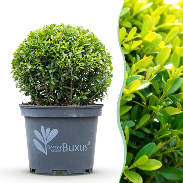 Buchsbaum ‚BetterBuxus Skylight' – Buxus sempervirens – Ø 23 cm · Kugel 25 cm, Kugel, 1 Stück