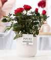 Rose – Rosa