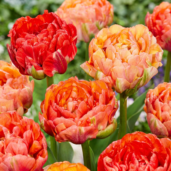 Gefüllte Tulpe ‚Gudoshnik Double' – Tulipa