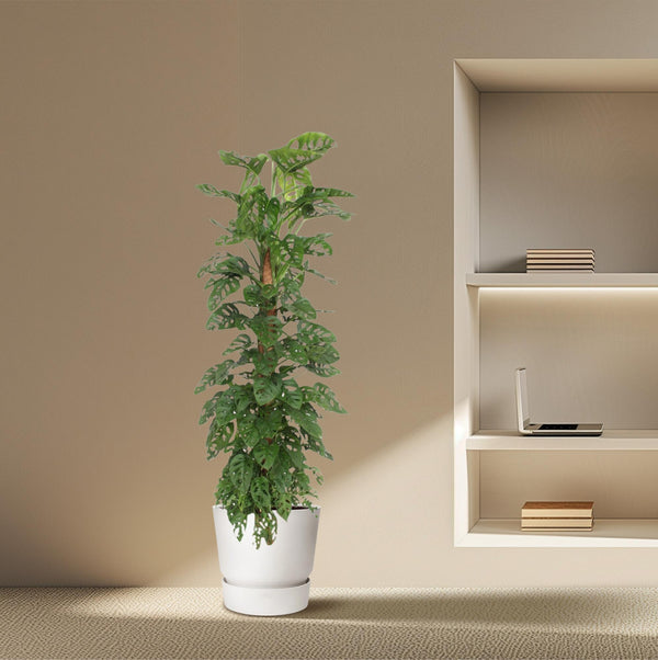 Monstera adansonii ‚Monkey Leaf' – Ansicht 4