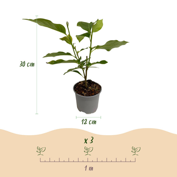 Sommer-Magnolie – Magnolia sieboldii – Ansicht 3