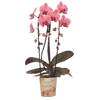 Schmetterlingsorchidee ‚Niagara Fall Narbonne' – Phalaenopsis