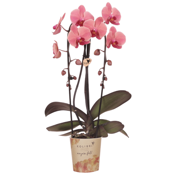 Schmetterlingsorchidee ‚Niagara Fall Narbonne' – Phalaenopsis