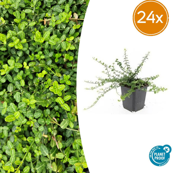 Kriechspindel ‚Minimus' – Euonymus fortunei