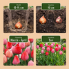 Tulpe Rosa-Rot – Tulipa – Ansicht 4