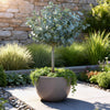 Eukalyptus-Stämmchen ‚Azura' – Eucalyptus gunnii – Ansicht 5