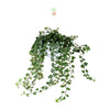 Efeu ‚Wonder Green' – Hedera helix – Ø 17 cm · 70 cm