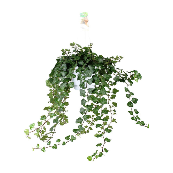 Efeu ‚Wonder Green' – Hedera helix – Ø 17 cm · 70 cm