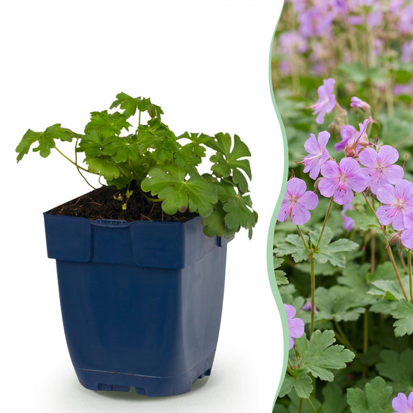 Storchschnabel ‚Cambridge' – Geranium cantabrigiense