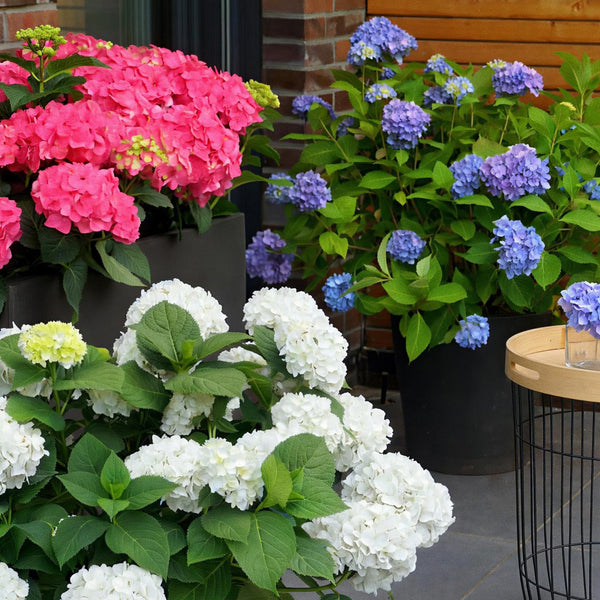Hortensien-Set „Endless Summer" – Blau, Rosa und Weiß – Ansicht 5