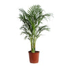 Goldfruchtpalme – Dypsis lutescens