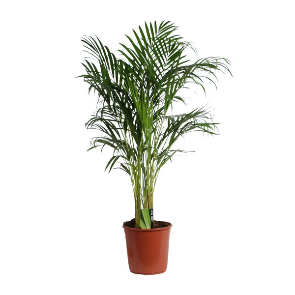 Goldfruchtpalme – Dypsis lutescens