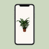 Einblatt ‚Sweet Silvana' – Spathiphyllum – Ansicht 4