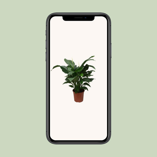 Einblatt ‚Sweet Silvana' – Spathiphyllum – Ansicht 4