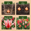 Greigii-Tulpe Mischung – Tulipa greigii – Ansicht 4