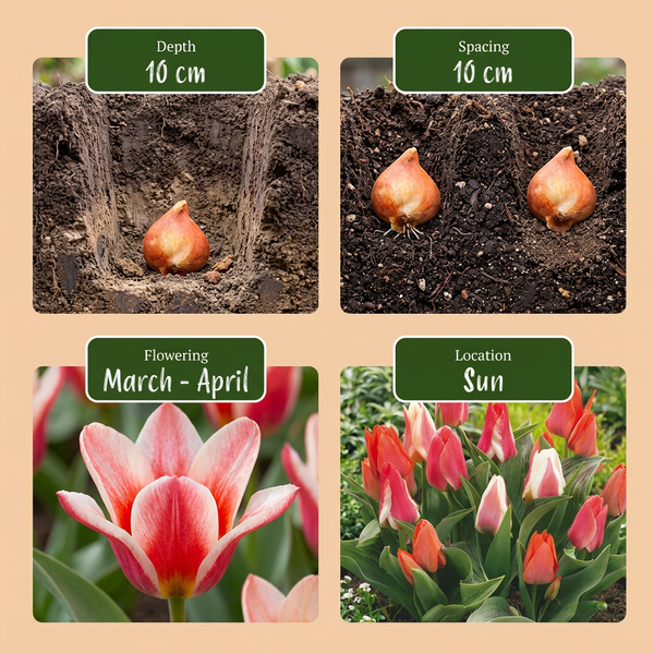 Greigii-Tulpe Mischung – Tulipa greigii – Ansicht 4