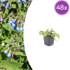 Kaukasus-Beinwell ‚Wisley Blue' – Symphytum grandiflorum